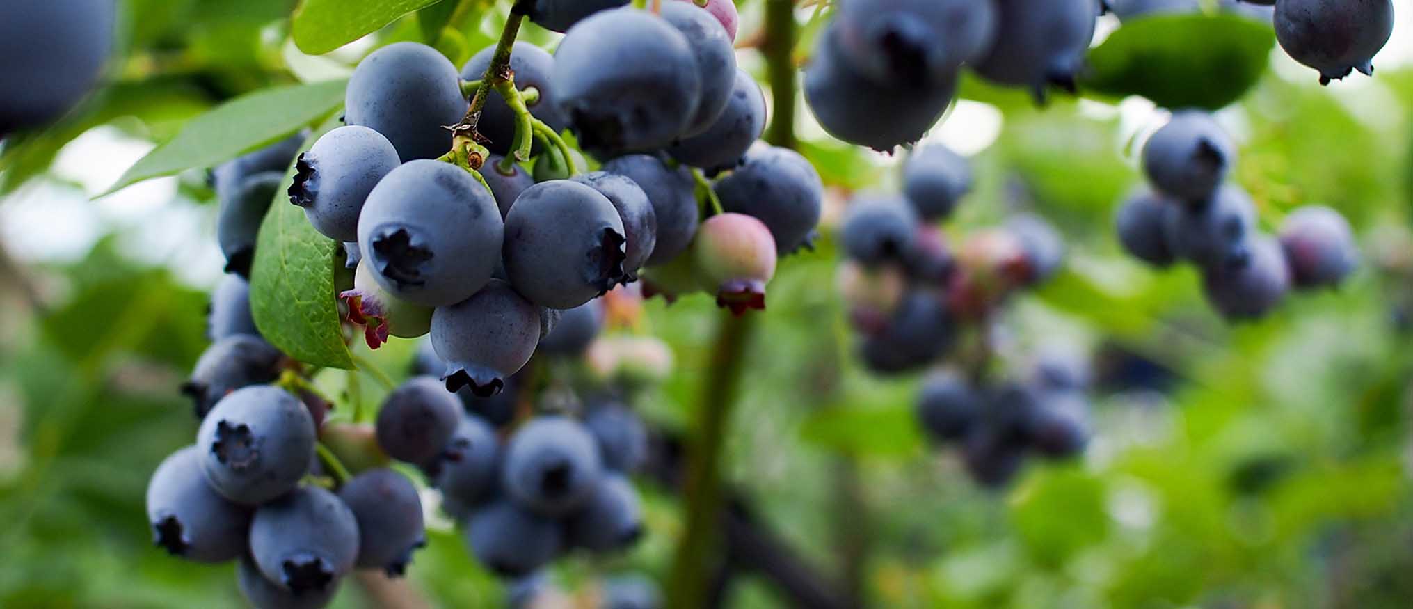 Stoller. Productos para la agricultura