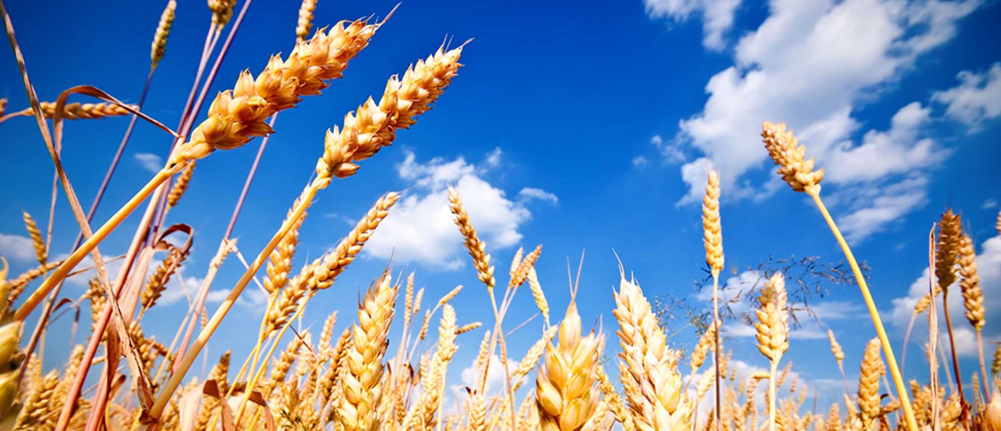 Stoller. Productos para la agricultura